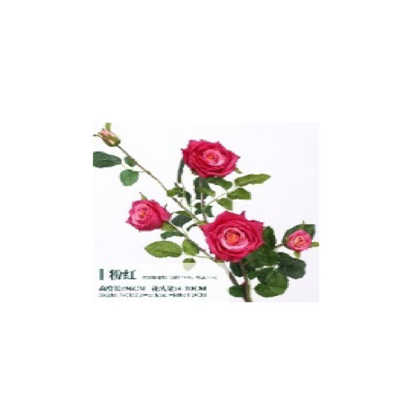 Rose with 5 buds pink
