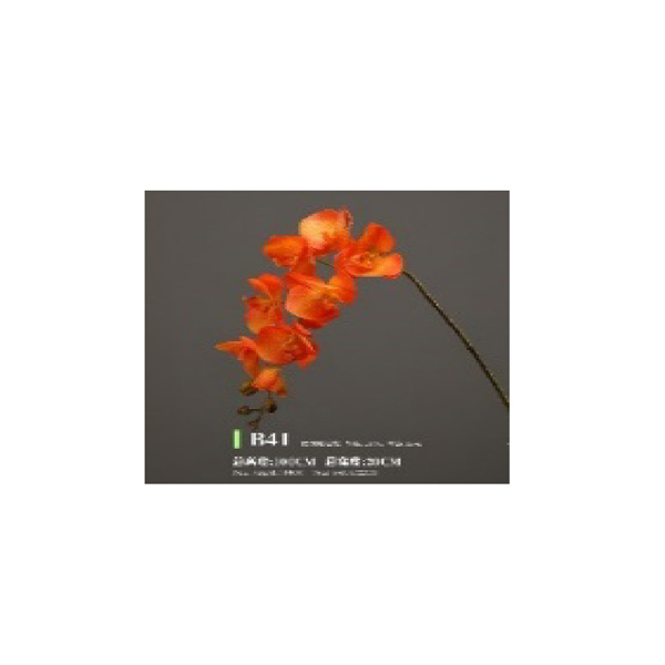 Phalaenopsis -orange