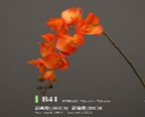 Phalaenopsis 100*20cm B41 orange